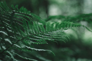 Ferns in the forest, close-up Ferns in the forest, close-up